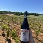 4,3 p� VIVINO Malbec di Zio Mario 2025 14%