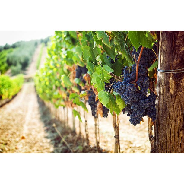 AUSTO Sangiovese Appassimento 14,5% 2021